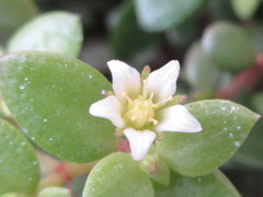 Echeveria
