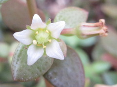 Echeveria