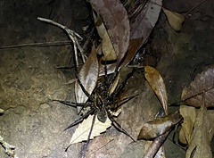 Dolomedes briangreenei