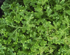 Selaginella viridissima