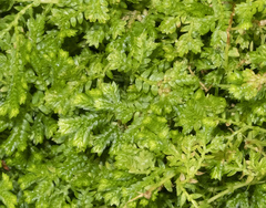 Selaginella viridissima