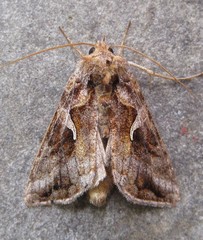 Autographa rubidus