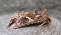 Autographa rubidus