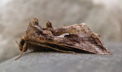 Autographa rubidus
