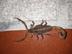 Centruroides limpidus