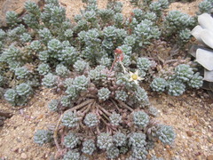 Crassulaceae