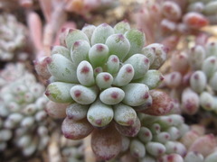 Crassulaceae