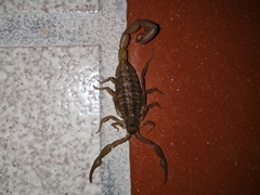 Centruroides limpidus