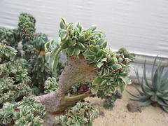 Aeonium