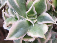 Aeonium