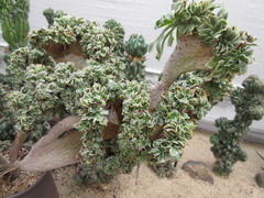 Aeonium