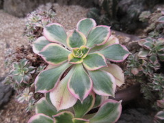 Aeonium