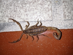 Centruroides limpidus
