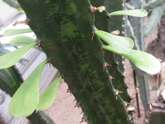 Euphorbia