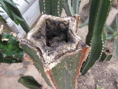 Euphorbia