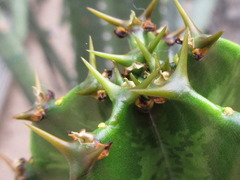 Euphorbia