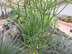 Euphorbia