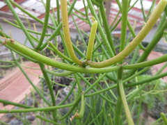 Euphorbia