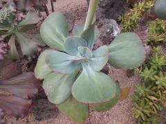 Echeveria