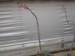 Echeveria