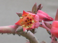 Echeveria