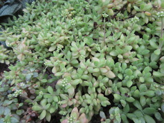 Crassula
