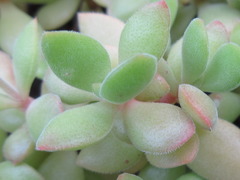Crassula