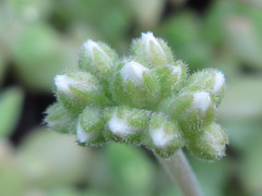 Crassula