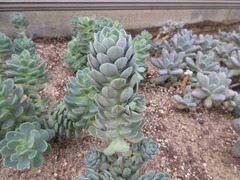 Echeveria