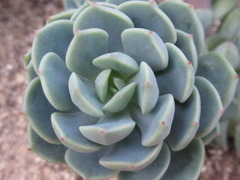Echeveria