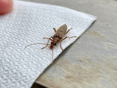 Parisopalpus nigronotatus