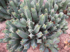 Euphorbia