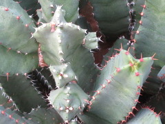 Euphorbia