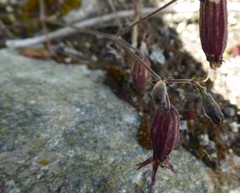 Silene kumaonensis