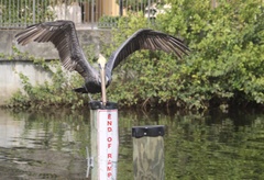 Pelecanus occidentalis