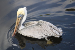 Pelecanus occidentalis