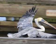 Pelecanus occidentalis