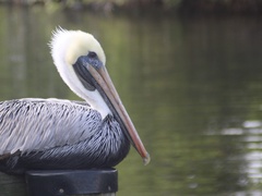 Pelecanus occidentalis