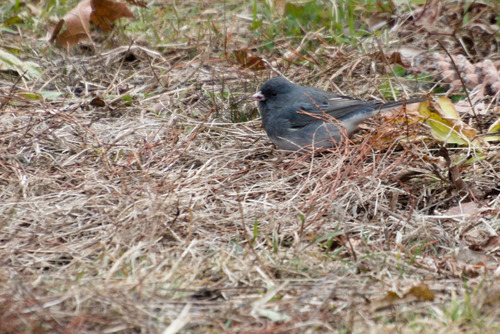 Dark-eyed Junco photographed in Illinois