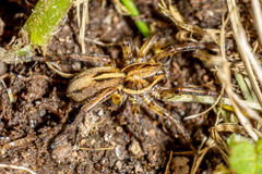 Artoriopsis