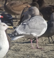 Larus glaucoides thayeri