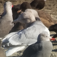 Larus glaucoides thayeri