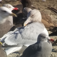 Larus glaucoides thayeri