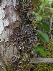 Pseudocyphellaria intricata