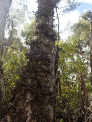 Pseudocyphellaria intricata