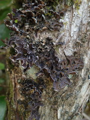 Pseudocyphellaria intricata
