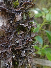 Pseudocyphellaria intricata