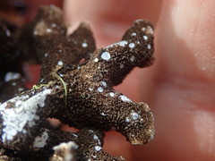 Pseudocyphellaria intricata