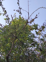 Sapindus mukorossi