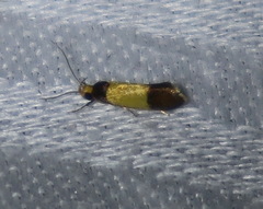Epithymema chrysocolla